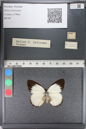 Media type: image;   Entomology 128316